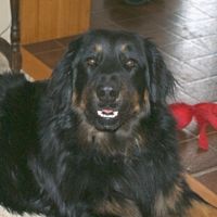 Cosak