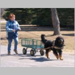Cosak_carting3.jpg