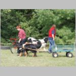 Cosak_carting7.jpg