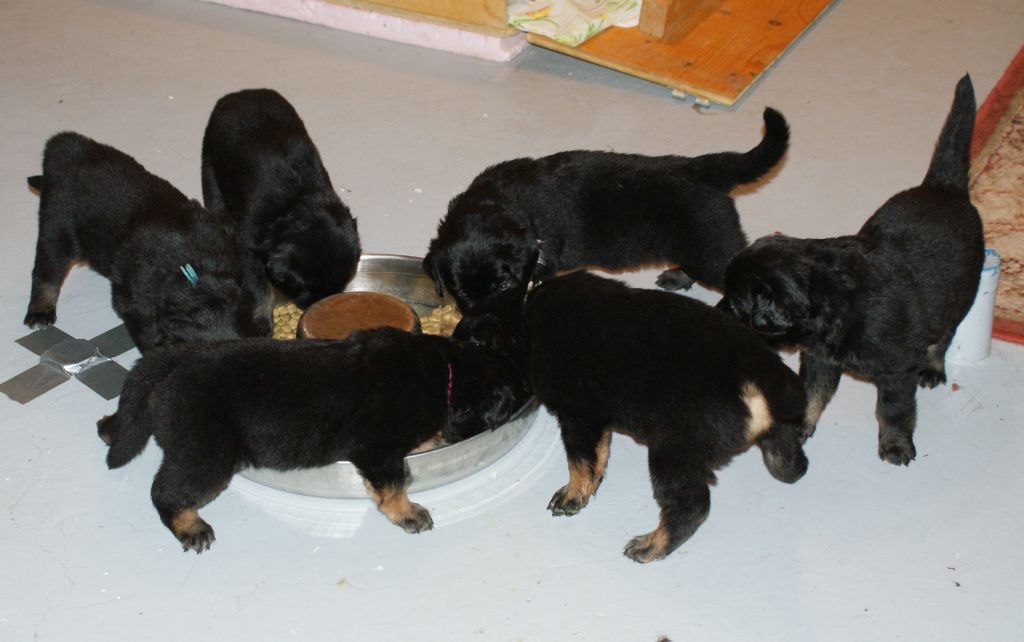 First meal with dry food