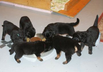 First meal with dry food