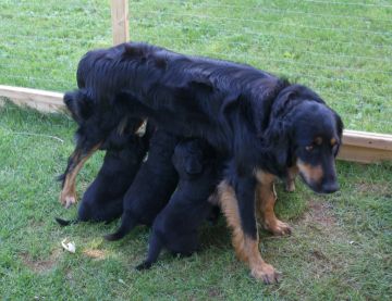 It's hurt to feed them now