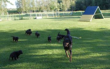 Let's follow the boss !