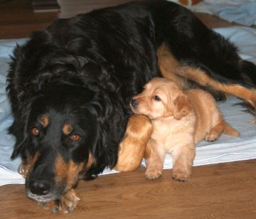 Filial imprinting