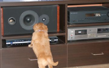 Variety of sounds