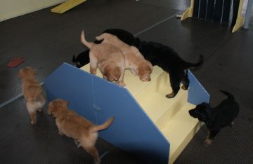No problem with stairs ?