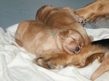 Sleep after lunch