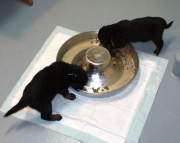 First meal with kibbles