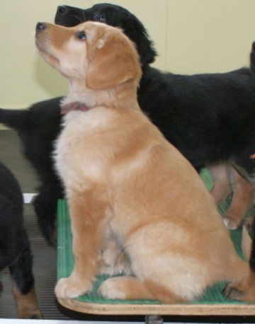 Miela