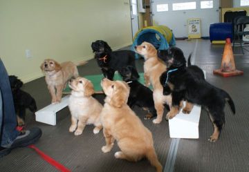 Quite attentive !