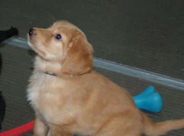 Maverick