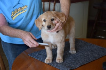 Grooming starts