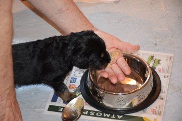 First meal with moistened kibbles
