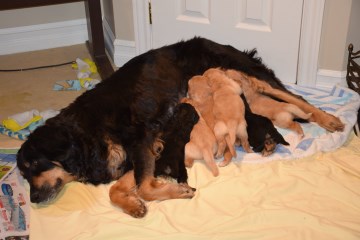 Mother still nursing