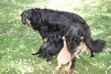 Reluctant to feed ?