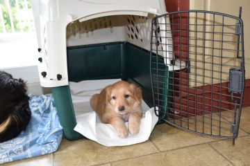 Crate training begins