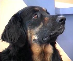 Fenja